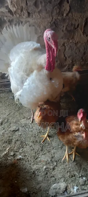 Male Turkey