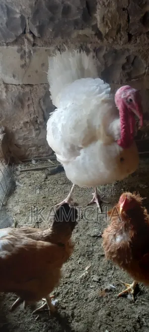 Male Turkey