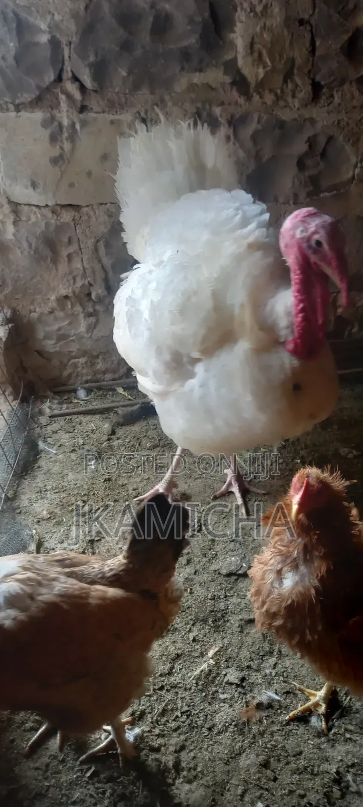 Male Turkey