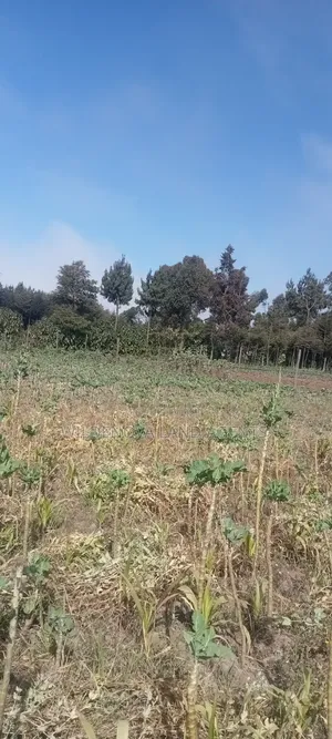 Land on Sale at Nyandarua Kinangop