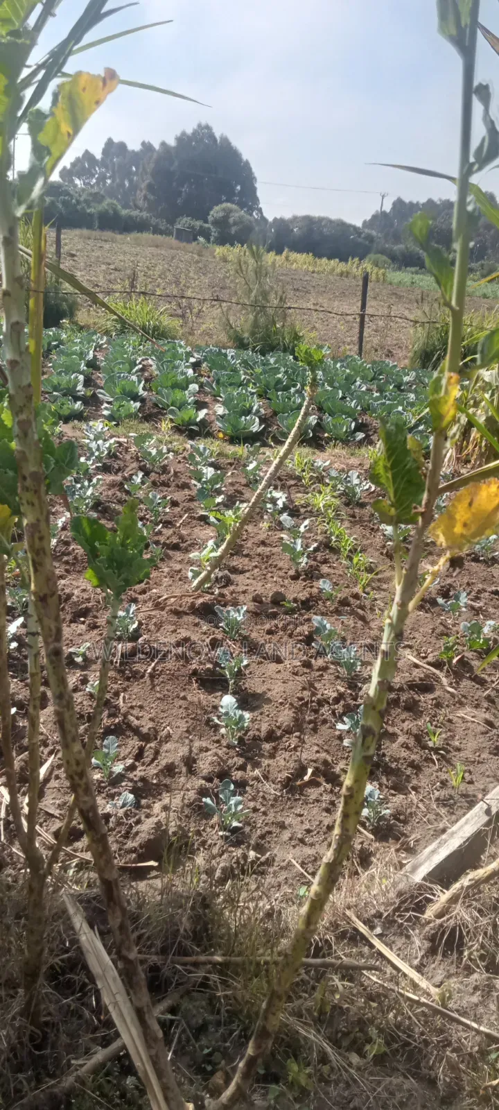 Land on Sale at Nyandarua Kinangop