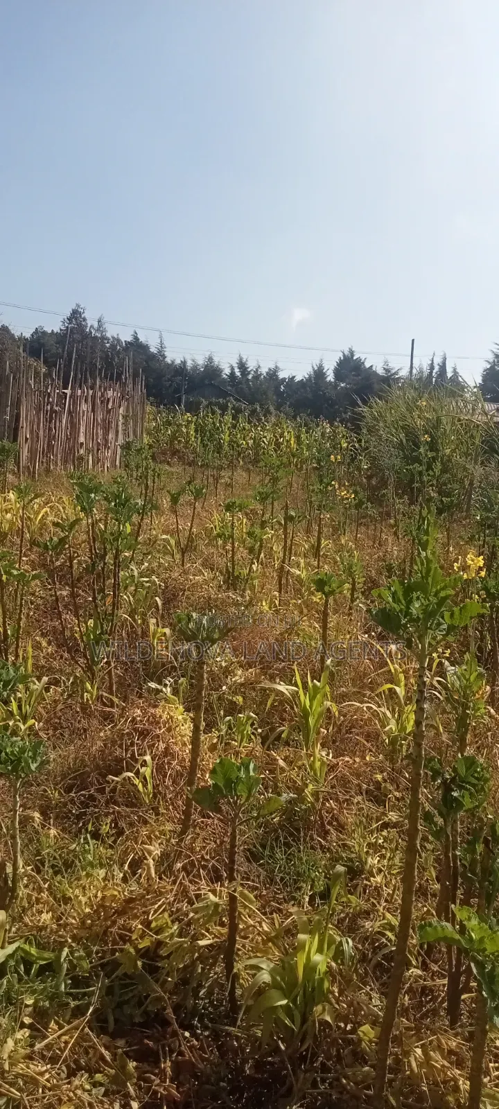 Land on Sale at Nyandarua Kinangop