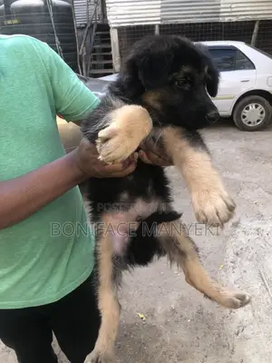 1-3 months Male Purebred German Shepherd
