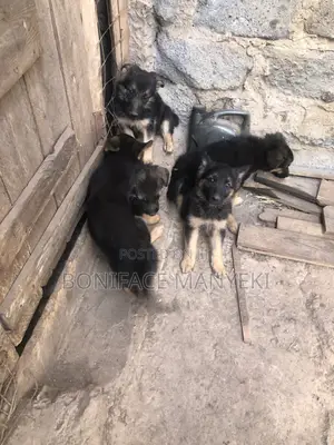 1-3 months Male Purebred German Shepherd