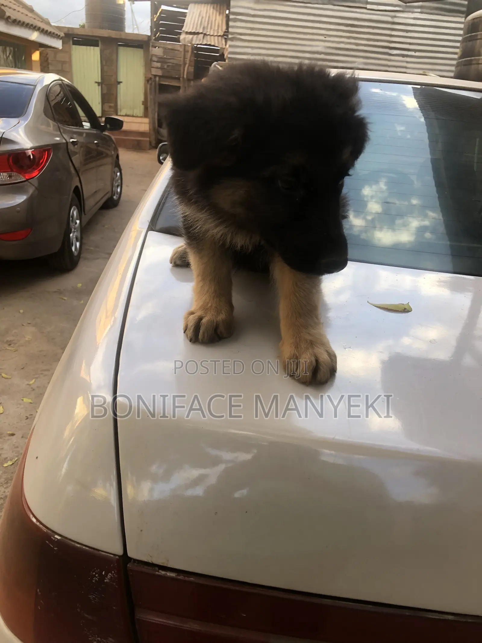 1-3 months Male Purebred German Shepherd