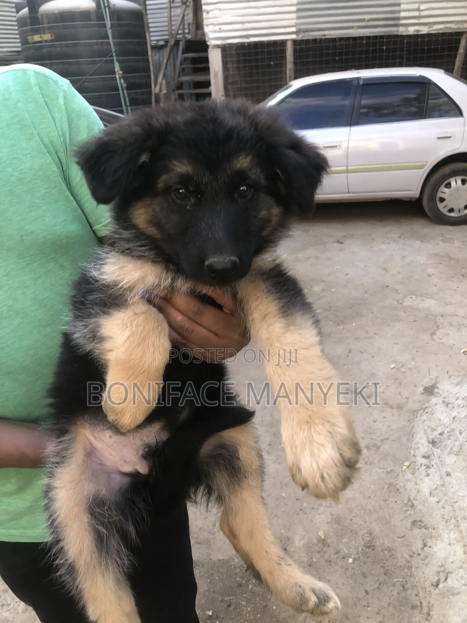 1-3 months Male Purebred German Shepherd