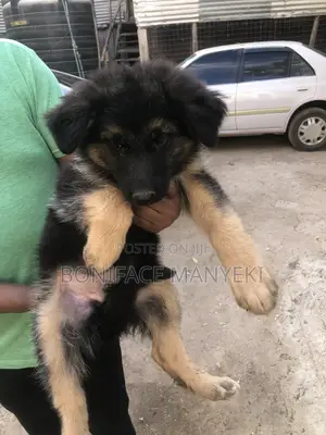1-3 months Male Purebred German Shepherd