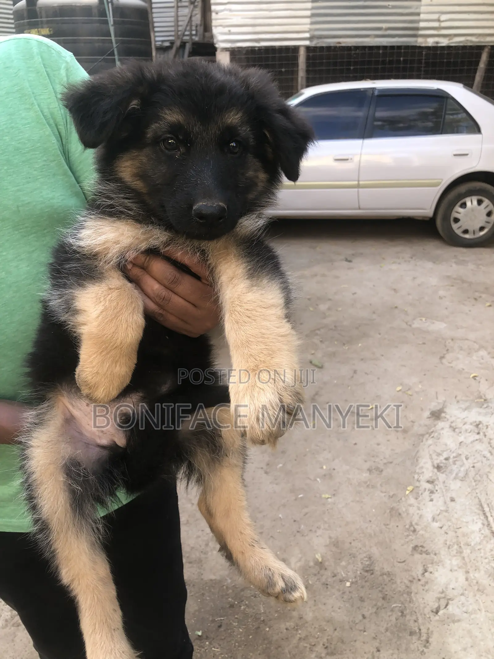 1-3 months Male Purebred German Shepherd