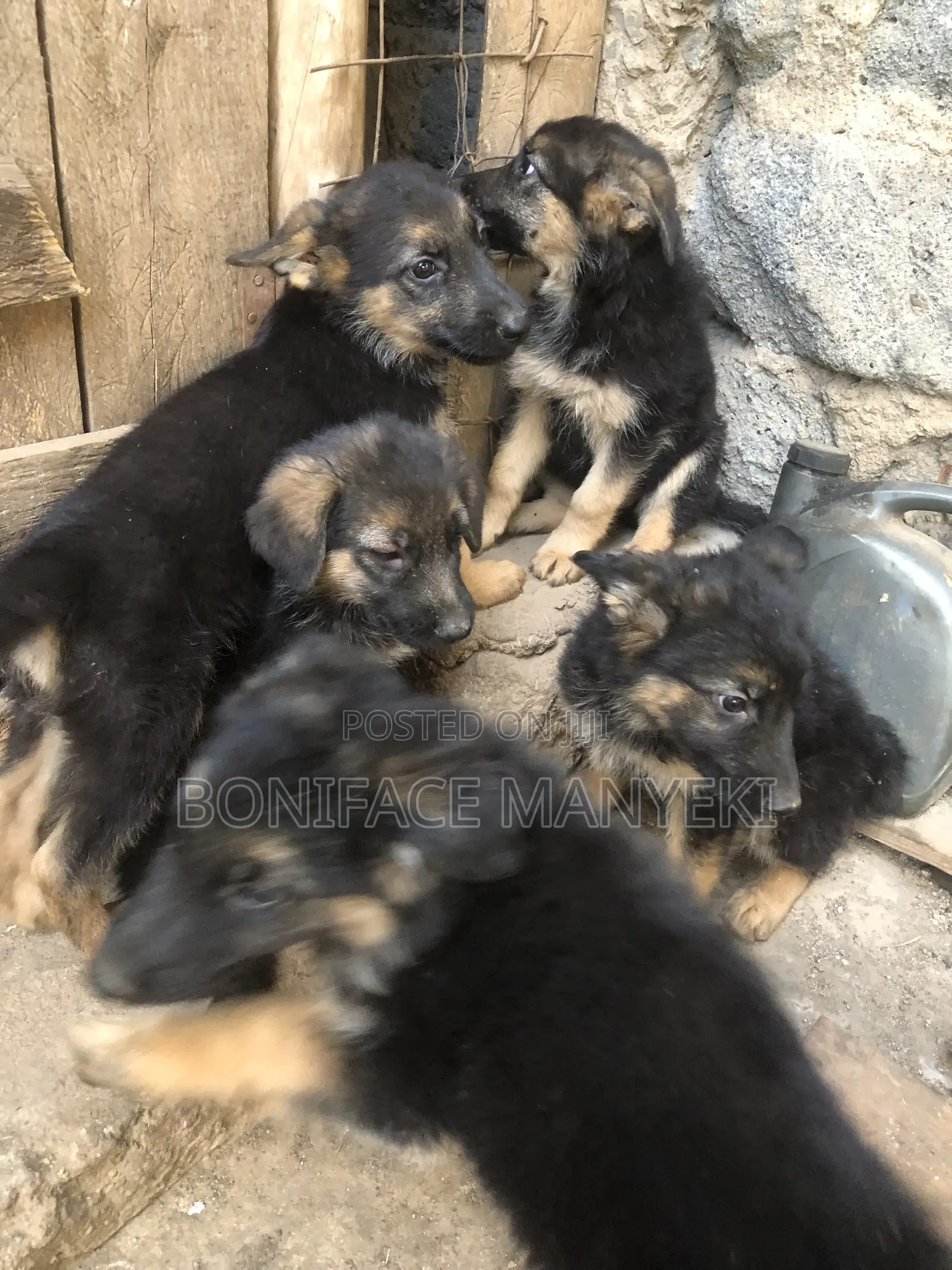 1-3 months Male Purebred German Shepherd