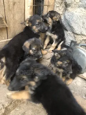 1-3 months Male Purebred German Shepherd