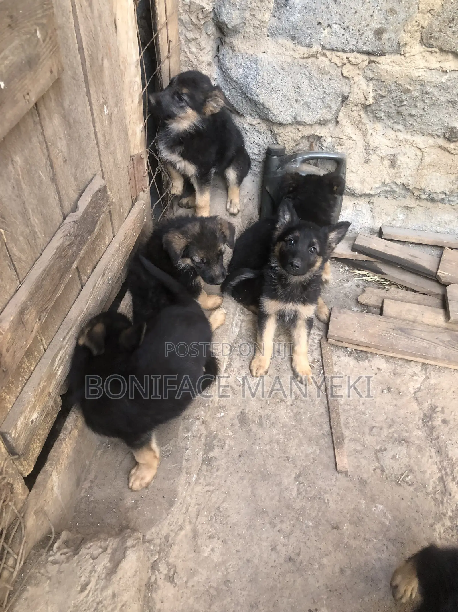 1-3 months Male Purebred German Shepherd