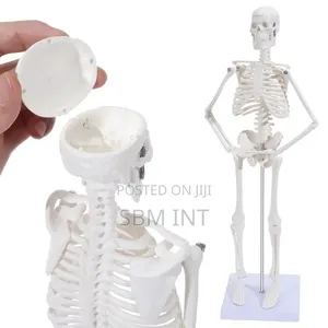 45Cm Mini Human Skeleton Mode