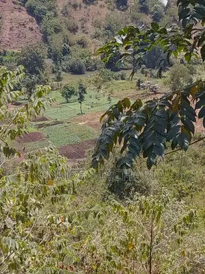 Kiharu Next to Edinburgh and Muranga University Along Mathioya River