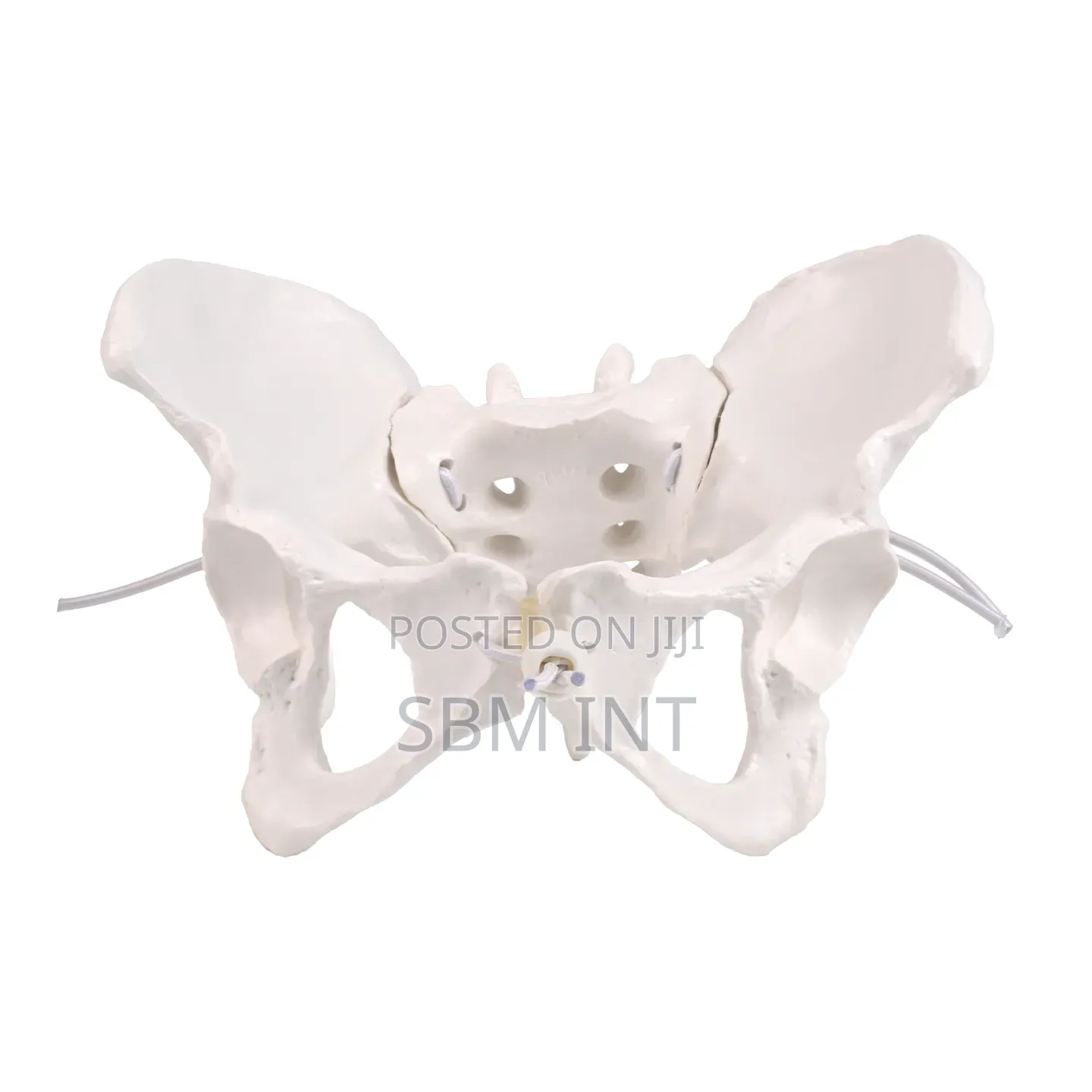 Female Pelvic Model