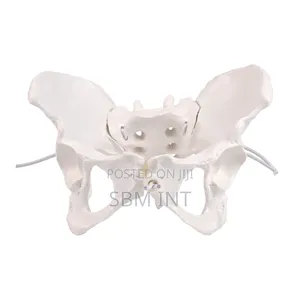 Female Pelvic Model