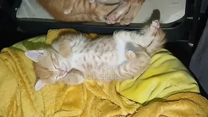 1-3 months Male Mixed Breed American Shorthair