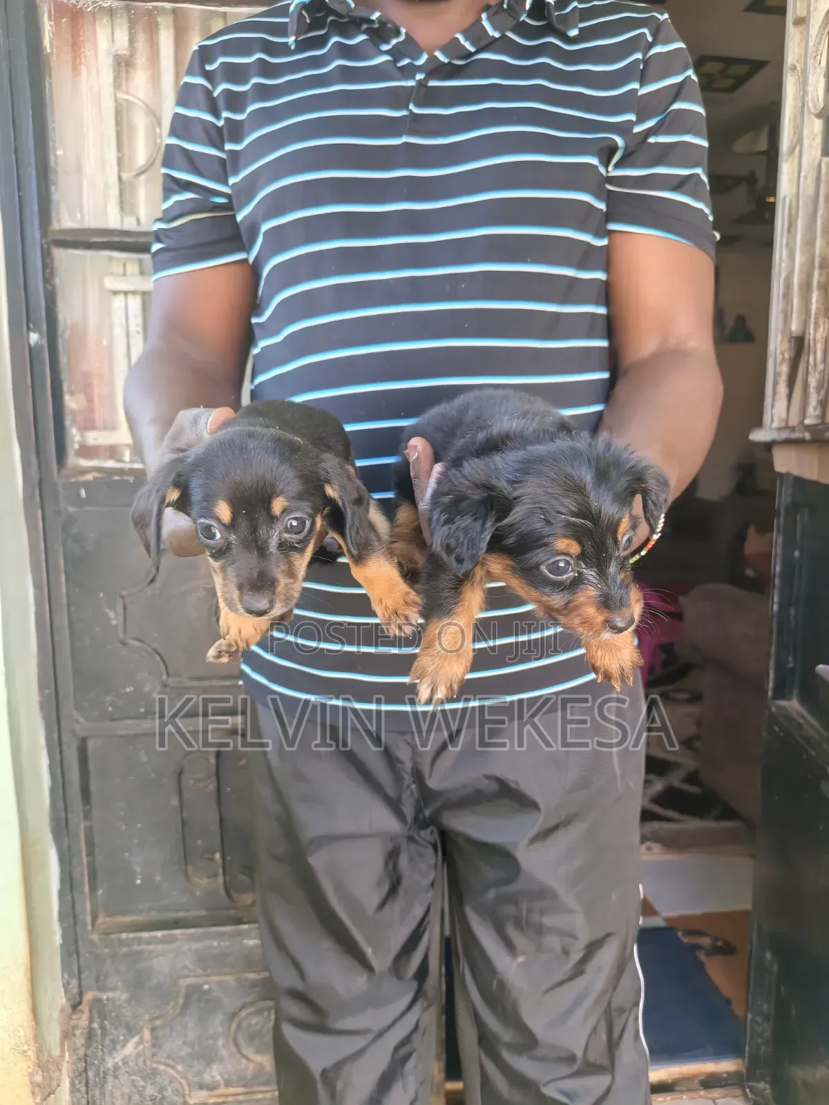 1-3 months Female Purebred Dachshund