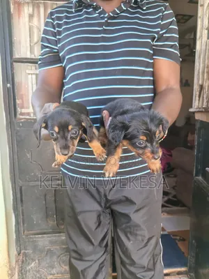 1-3 months Female Purebred Dachshund