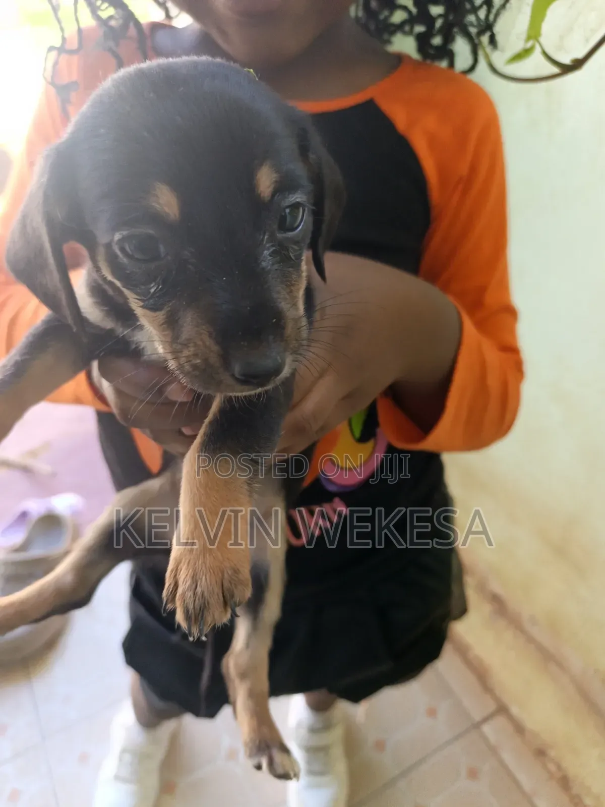 1-3 months Female Purebred Dachshund