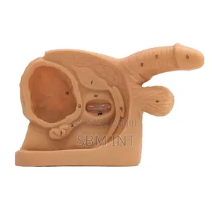 Male Internal and External Genital Organs Model