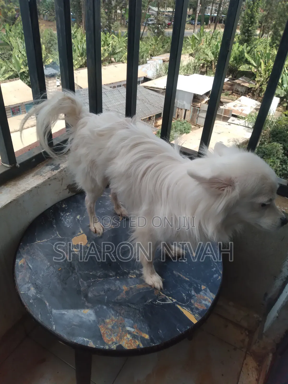 1+ year Male Purebred Japanese Spitz