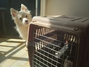 1+ year Male Purebred Japanese Spitz