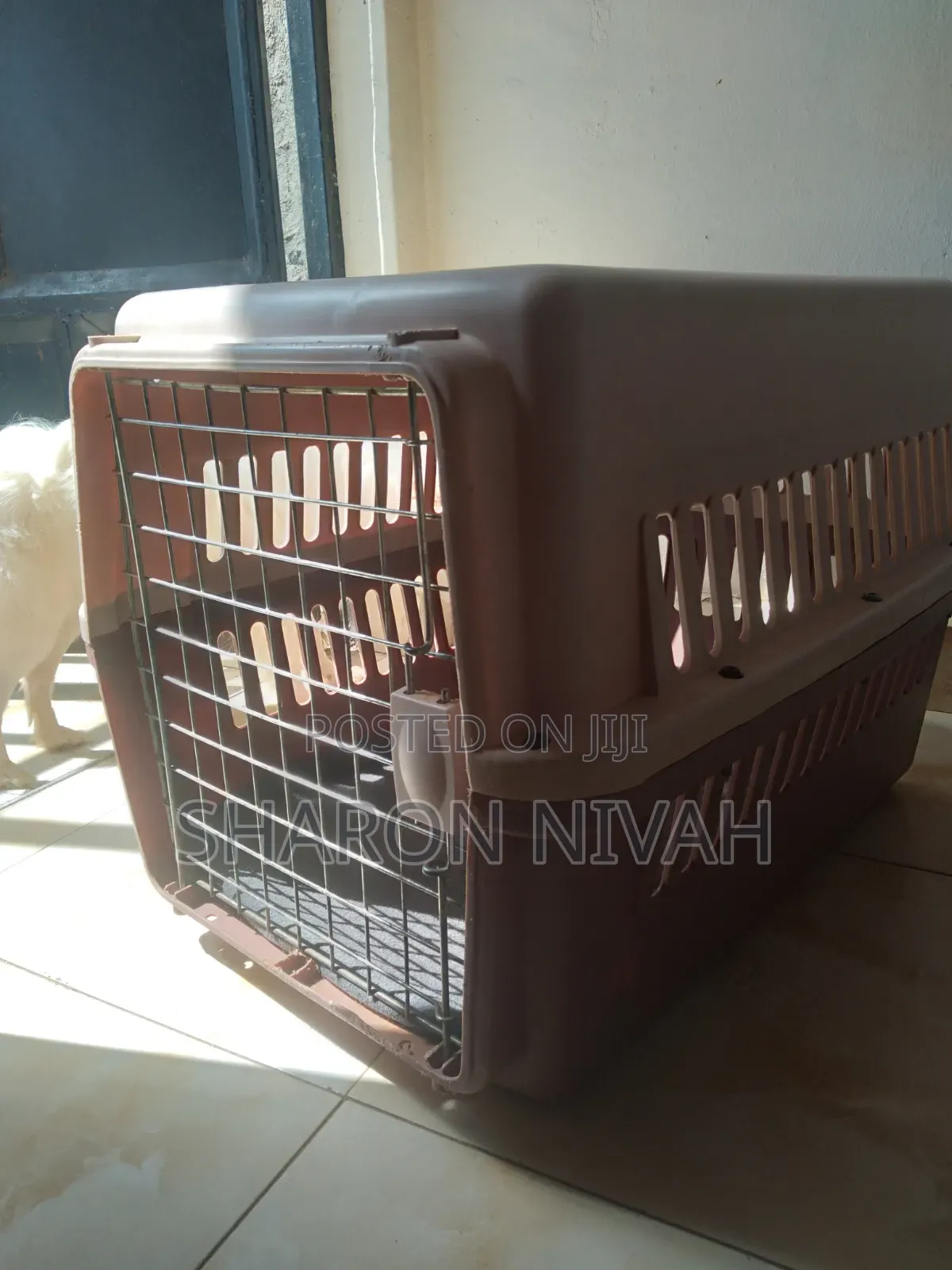 1+ year Male Purebred Japanese Spitz