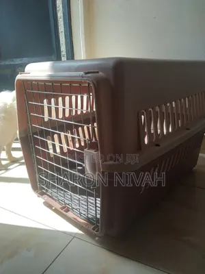 1+ year Male Purebred Japanese Spitz