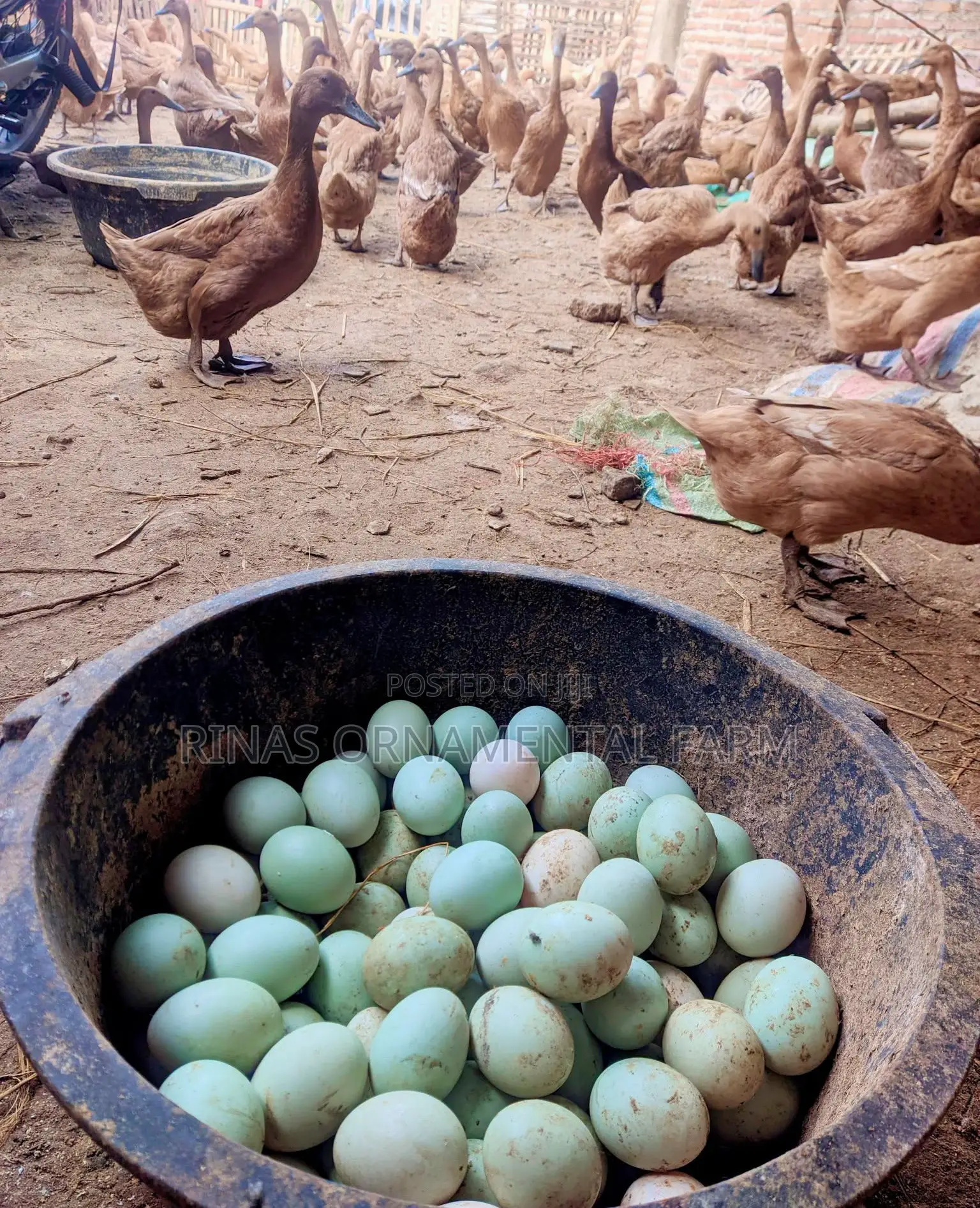 Fertilized Khaki Campbell Duck Eggs for Sale