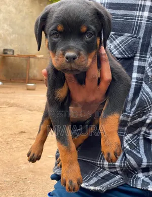1-3 months Male Purebred Rottweiler