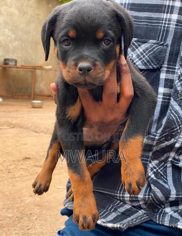 1-3 months Male Purebred Rottweiler