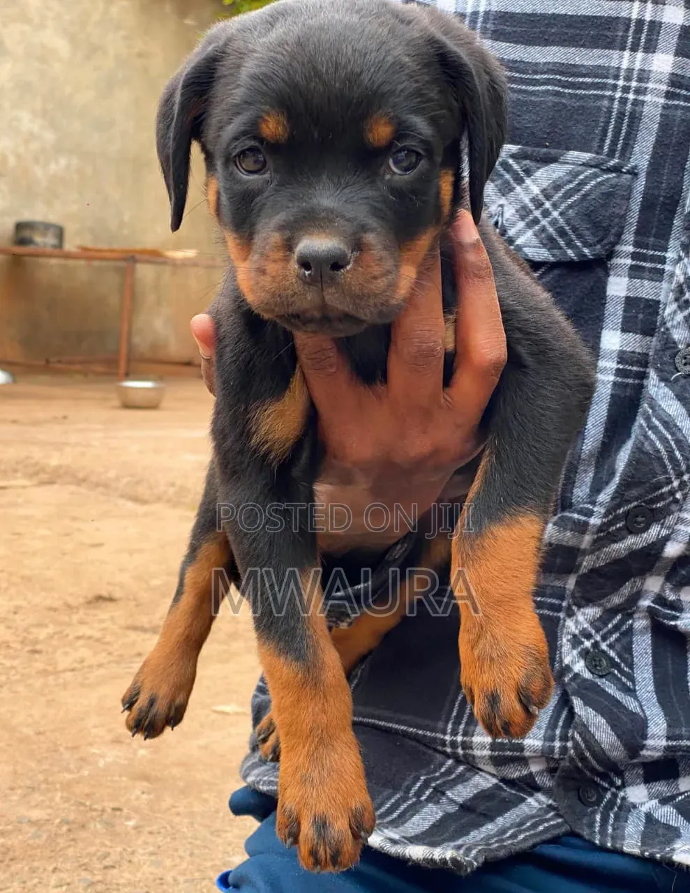 1-3 months Male Purebred Rottweiler