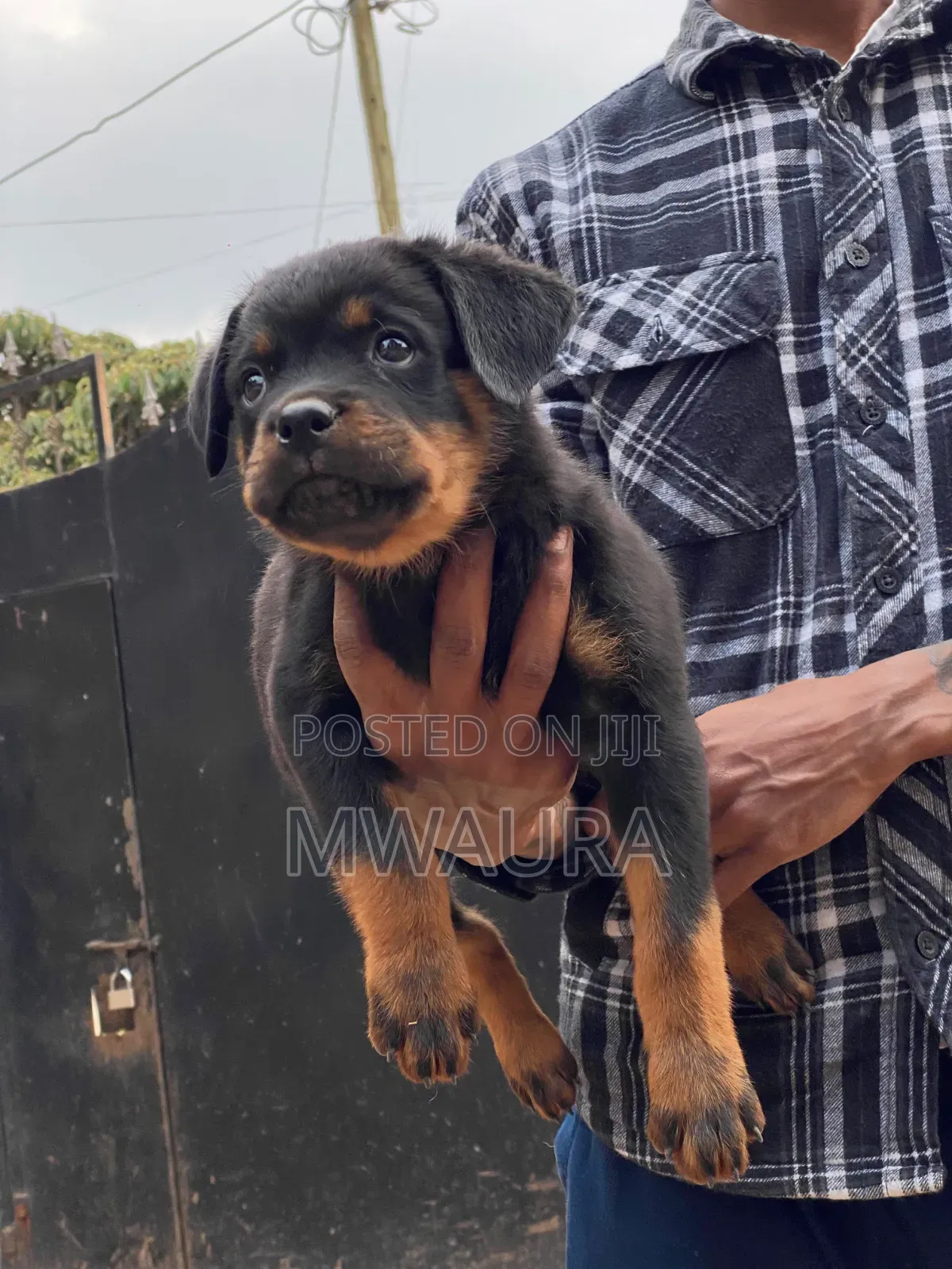 1-3 months Male Purebred Rottweiler