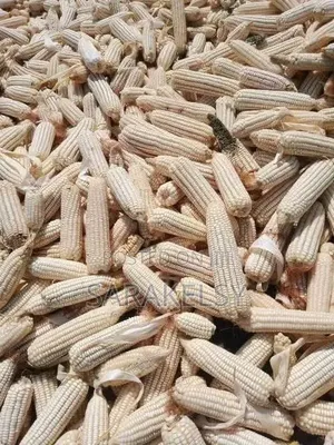 Dry Maize for Ugali