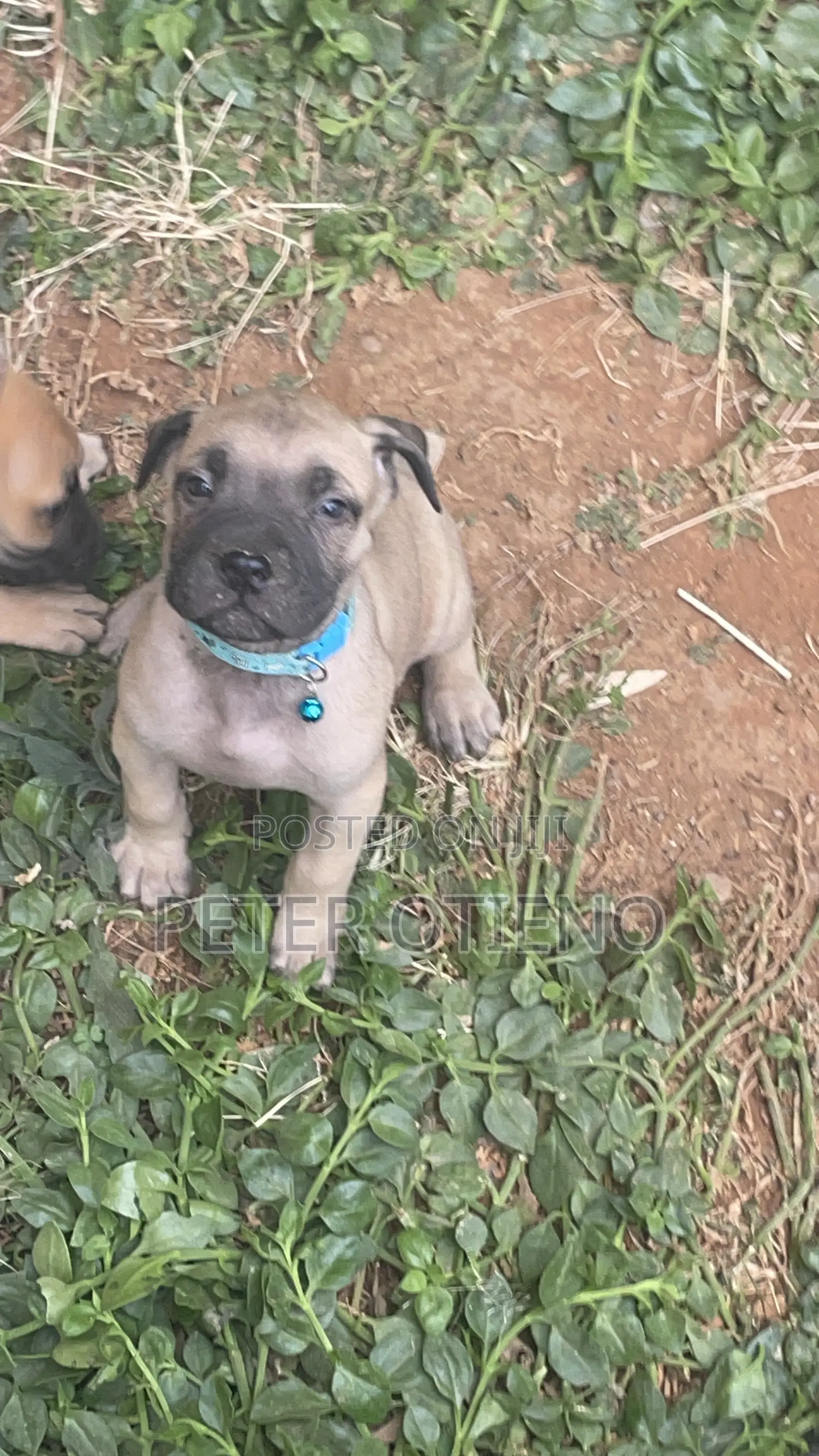 1-3 months Female Purebred Boerboel