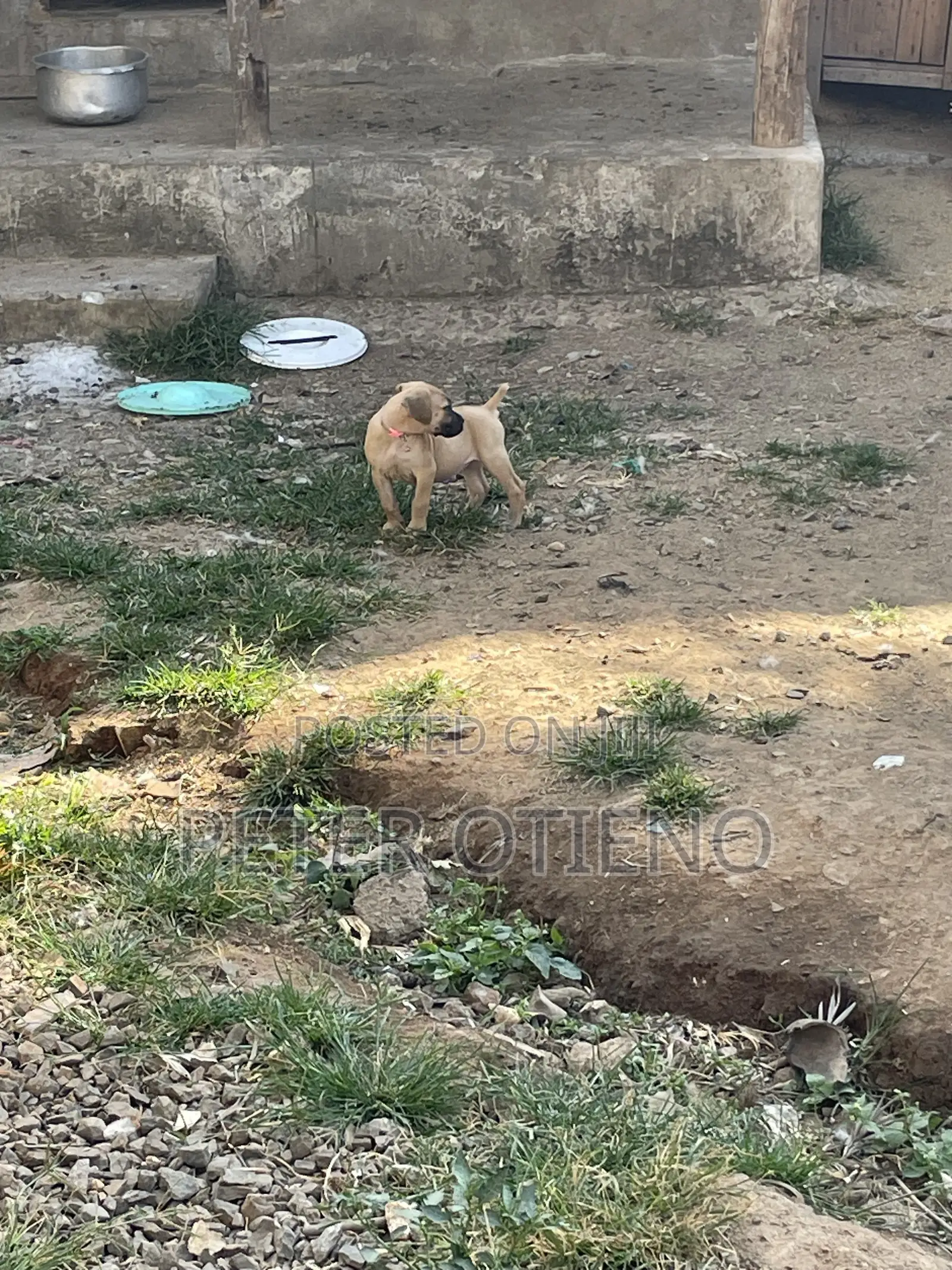 1-3 months Female Purebred Boerboel