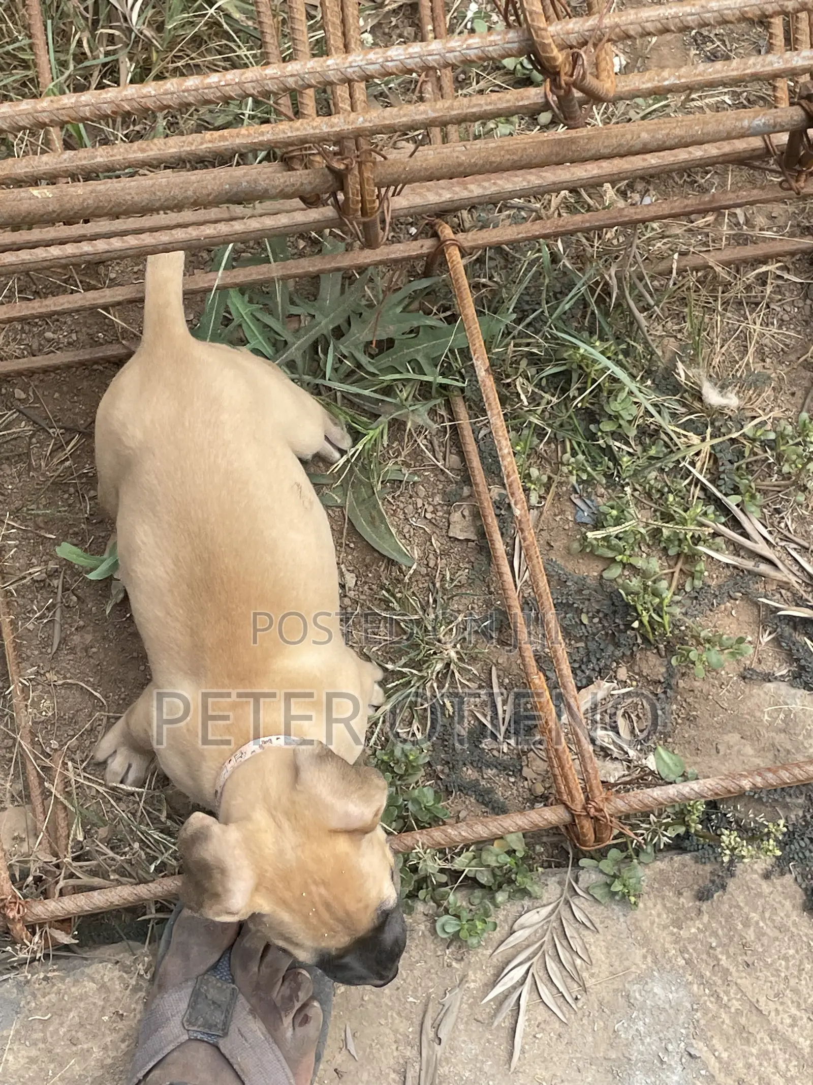 1-3 months Female Purebred Boerboel