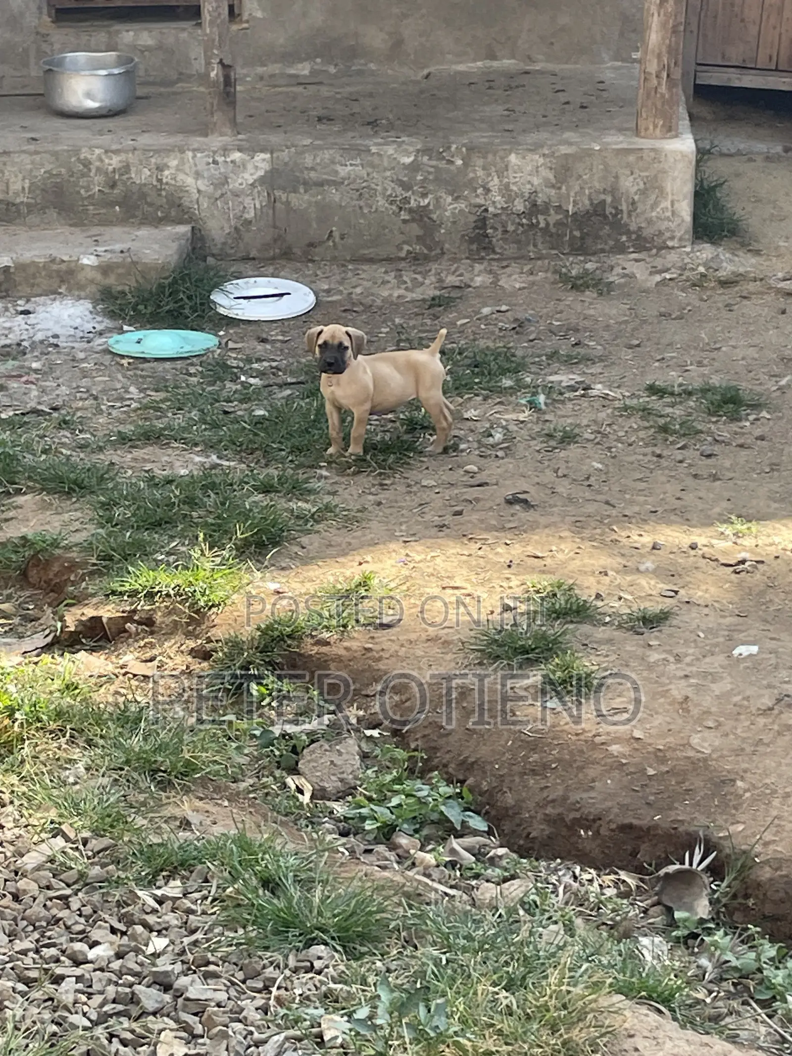 1-3 months Female Purebred Boerboel