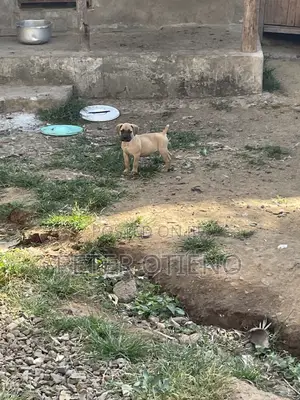 1-3 months Female Purebred Boerboel