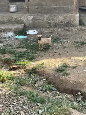1-3 months Female Purebred Boerboel