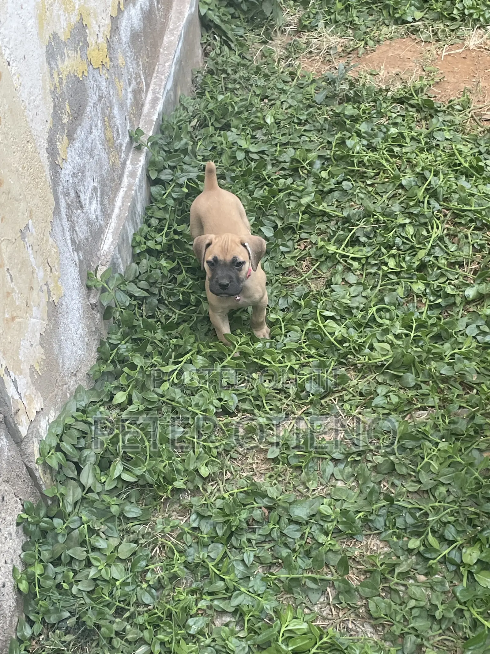 1-3 months Female Purebred Boerboel