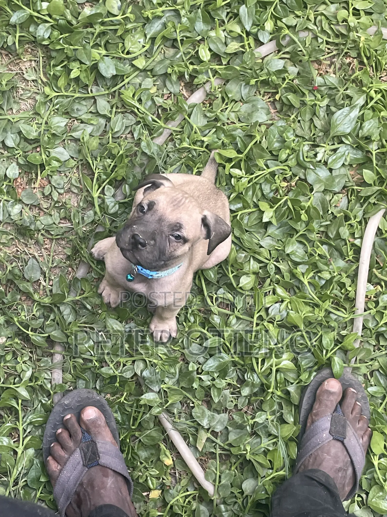 1-3 months Female Purebred Boerboel