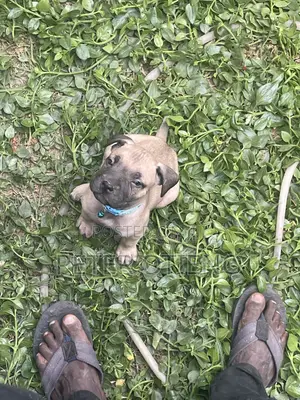 1-3 months Female Purebred Boerboel