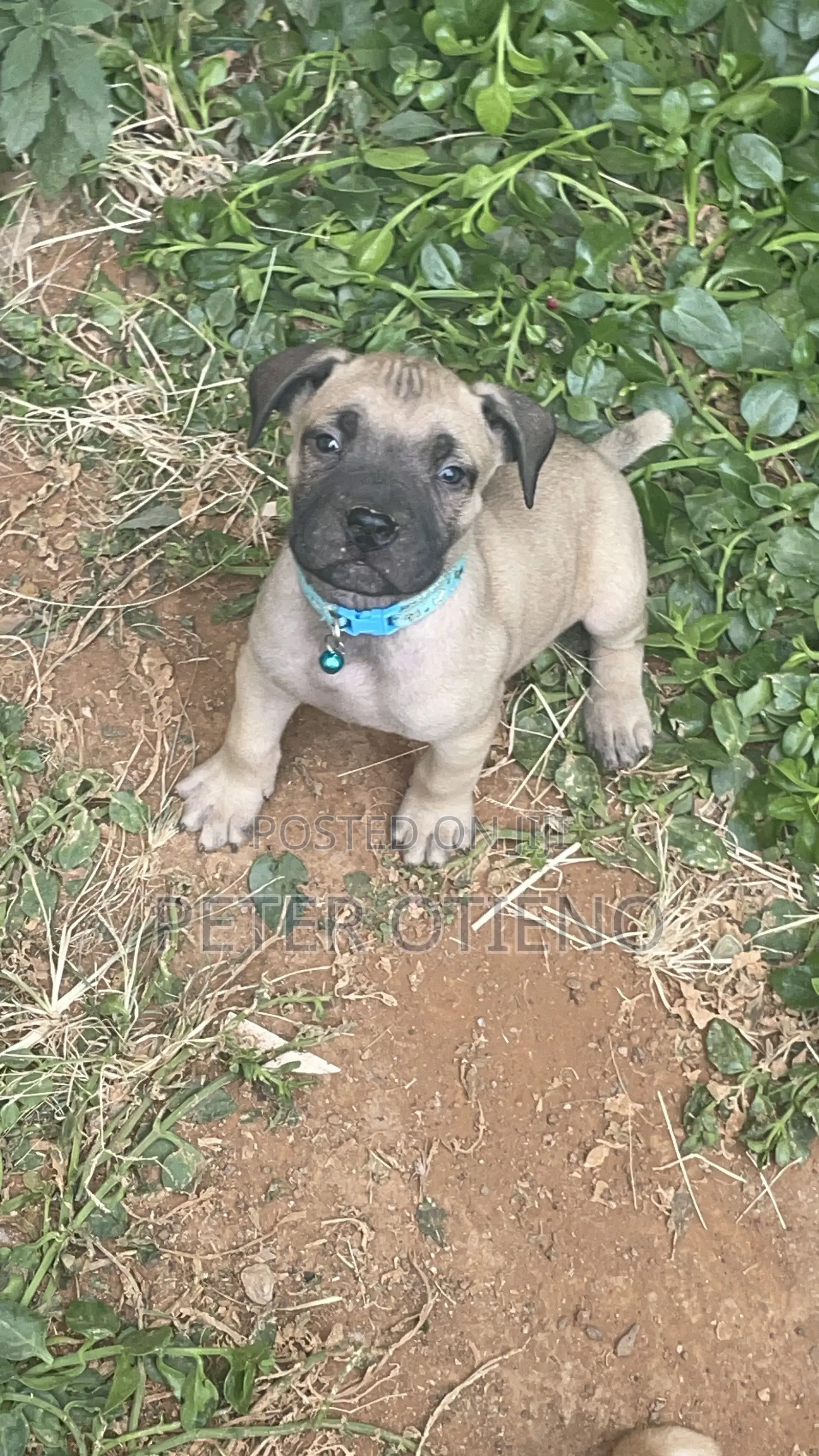 1-3 months Female Purebred Boerboel
