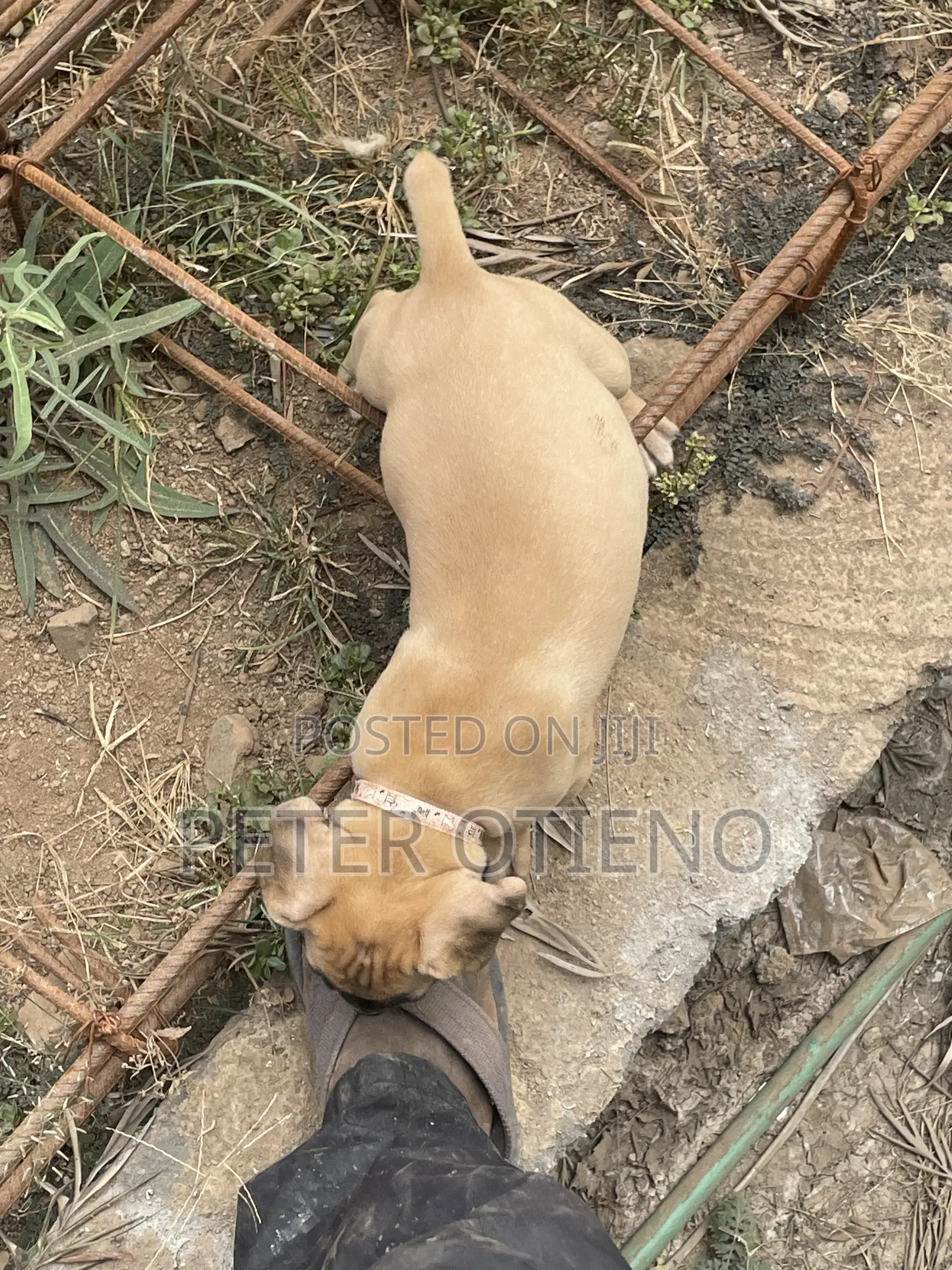1-3 months Female Purebred Boerboel