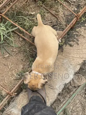 1-3 months Female Purebred Boerboel