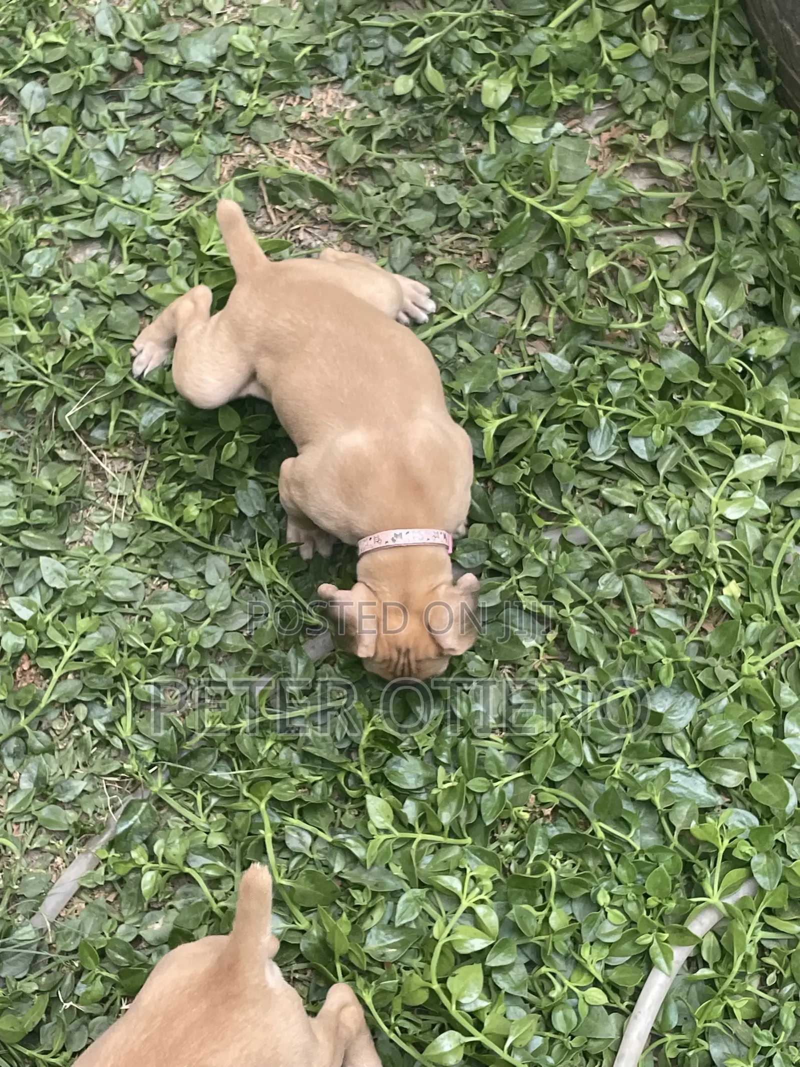 1-3 months Female Purebred Boerboel