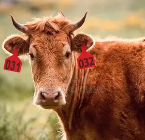 Medium Cattle Tags for Monitoring - Numbered