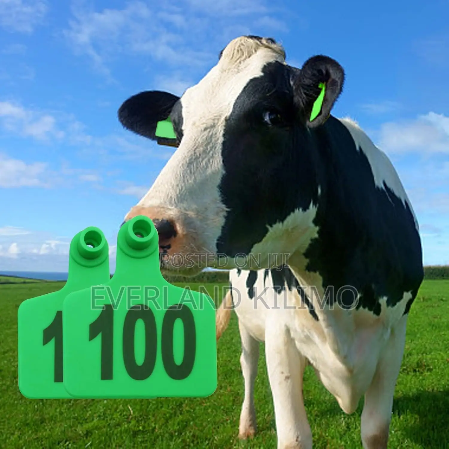 Animal Registration Tags - Large Numbered Ear Tags