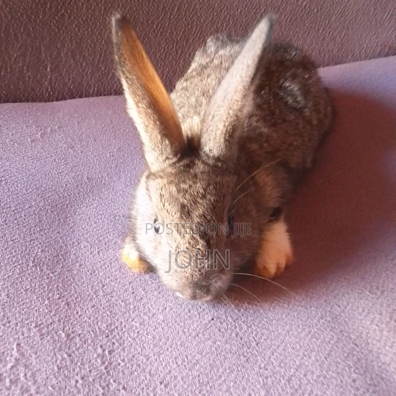 Rabbits for Sale